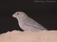 Woestijnvinken [Bucanetes]